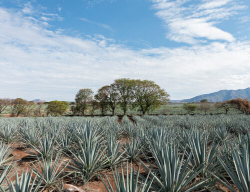 ARA Certification, sustainability in our Blue Agave fields