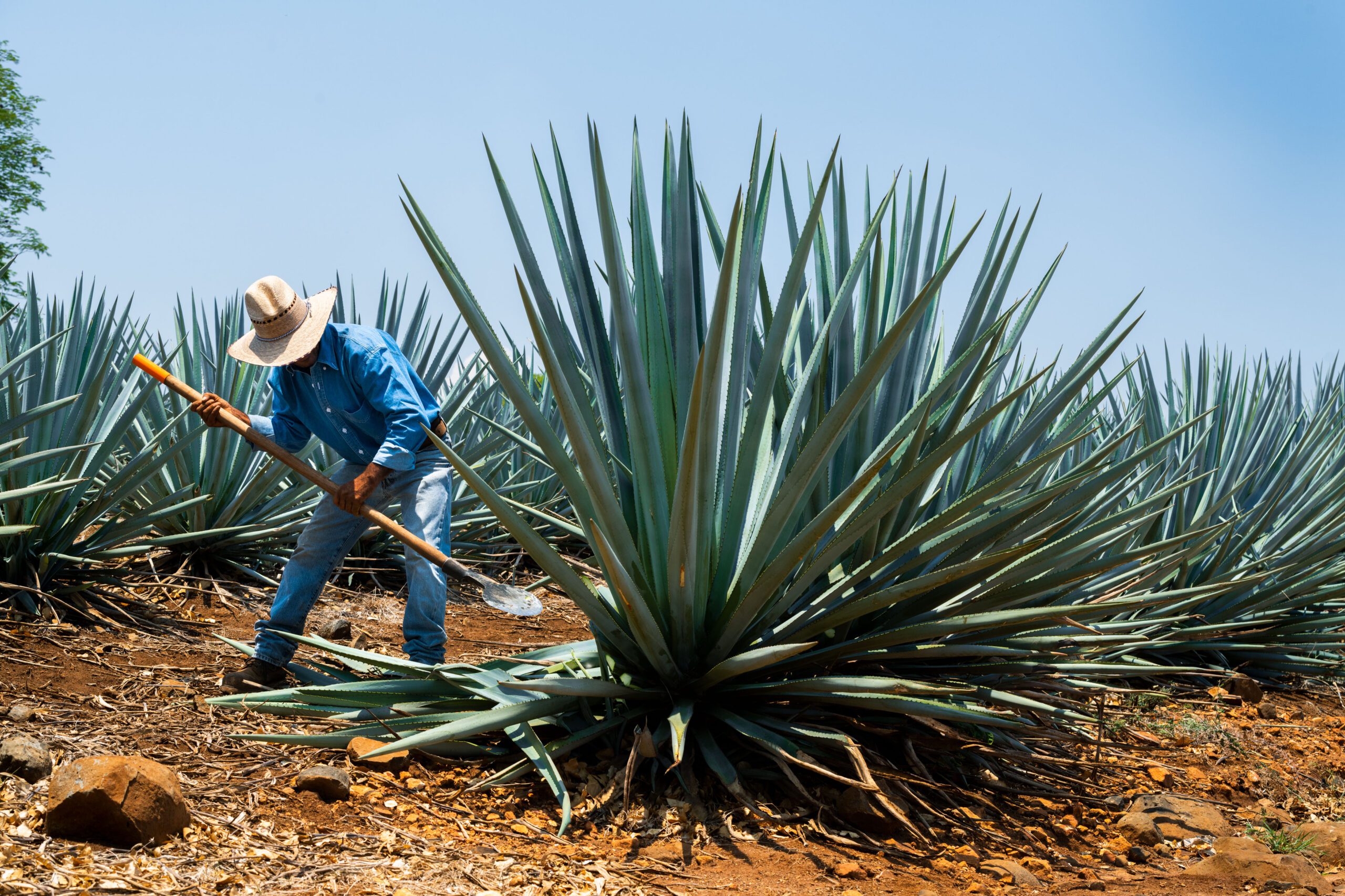 Blue Agave